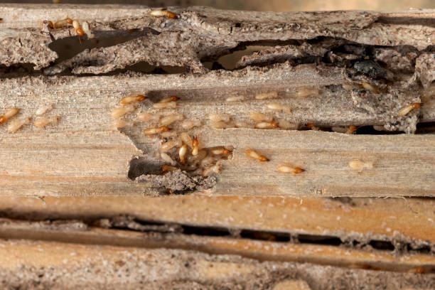Spider Control Near Me in Pardeeville, WI